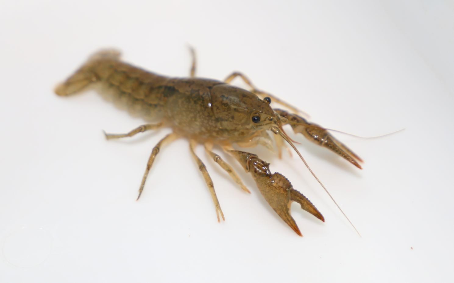 Digger crayfish (Fallicambarus sp.)