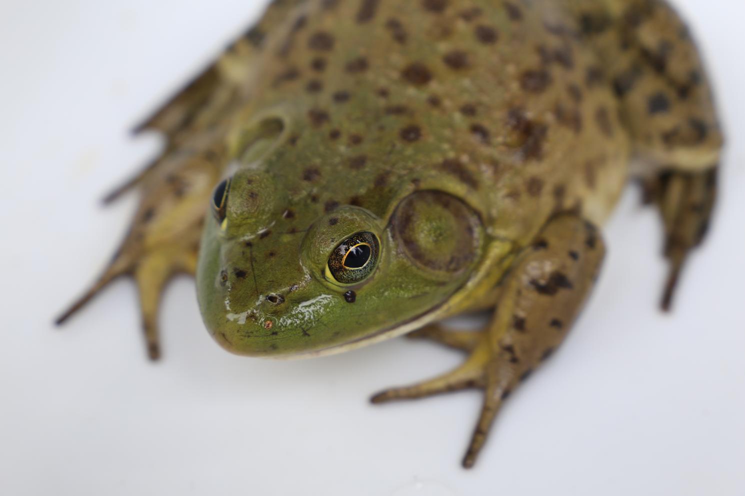 A bullfrog from the top