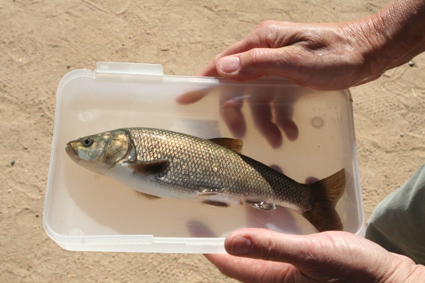 Fish like the Mojave tui chub face fewer repopulation challenges coexisting with predatory species than originally thought