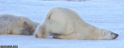 Polar bear scooting across the snow
