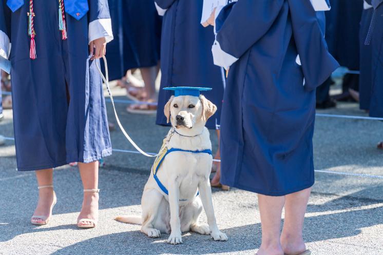 Winnie, one of the Canine Companions puppies, walked across the stage with her trainer, Ellen Tucker, at the Undergraduate ceremony