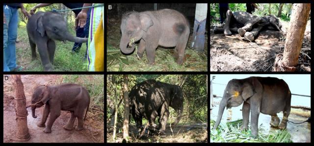 Illegally captured Asian elephants in Sri Lanka