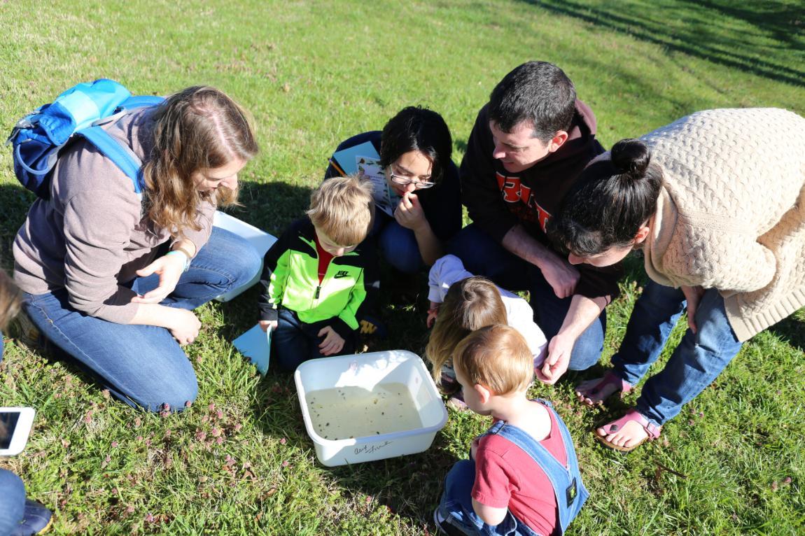 People looking at wildlife at the Bio Blitz - Group of adults and children crouched on grass outdoors, closely observing a white plastic bin filled with water and small aquatic creatures.