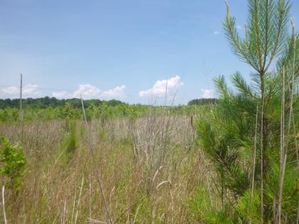 - Open field with tall grasses and scattered young pine trees. Dry reeds and green vegetation fill the foreground. A line of trees stretches across the horizon under a blue sky. Light clouds hang above the landscape in bright daylight.