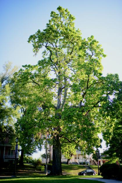 tree1