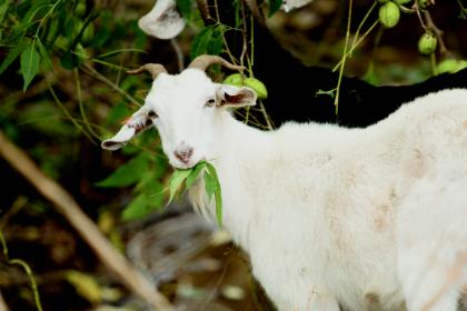 Goat 3
