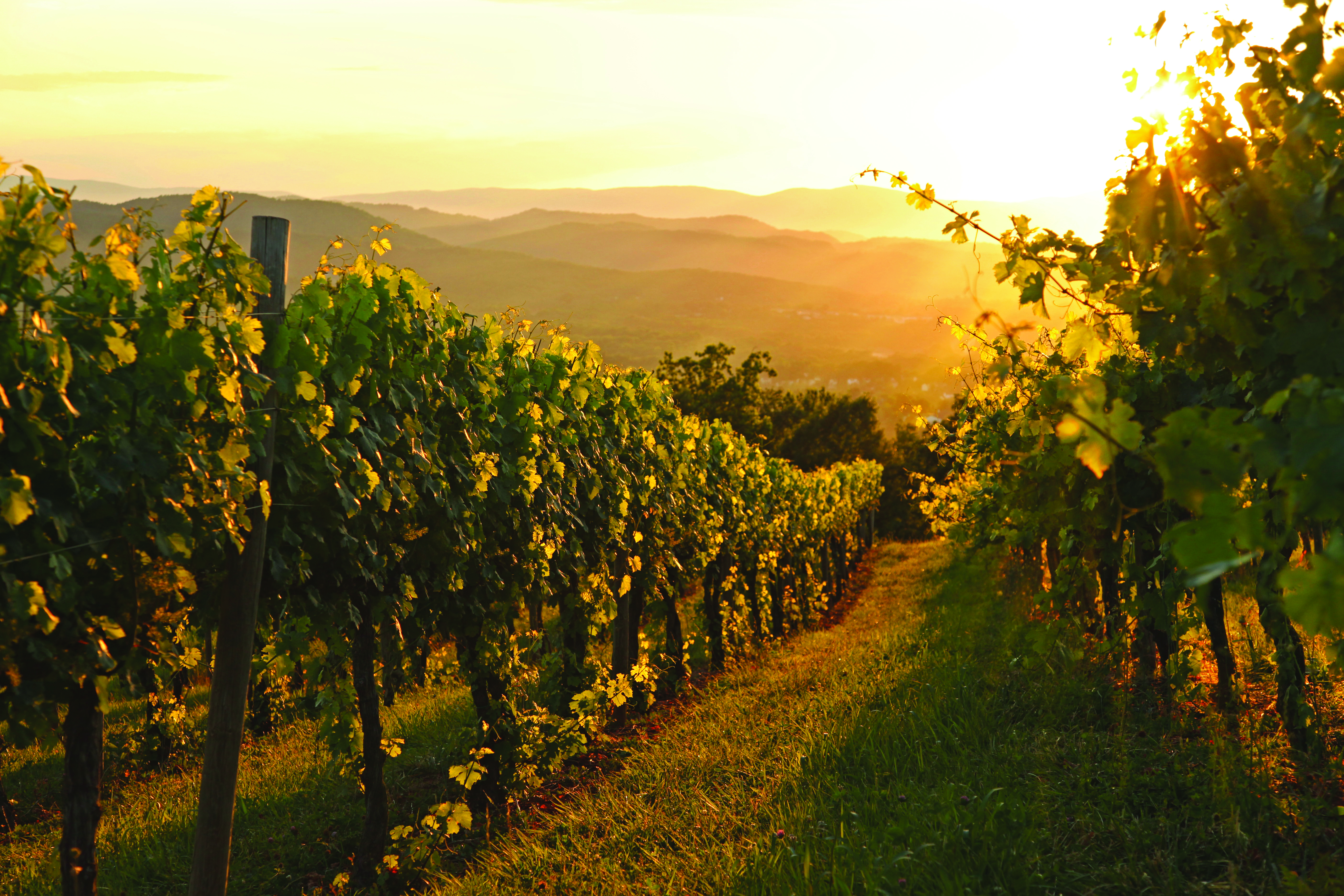 Carter Mountain Orchard is owned and operated by the Chiles family, which includes two Longwood alumnae. 