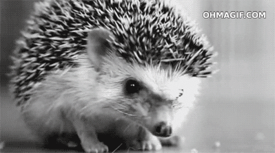 Hedgehog smelling
