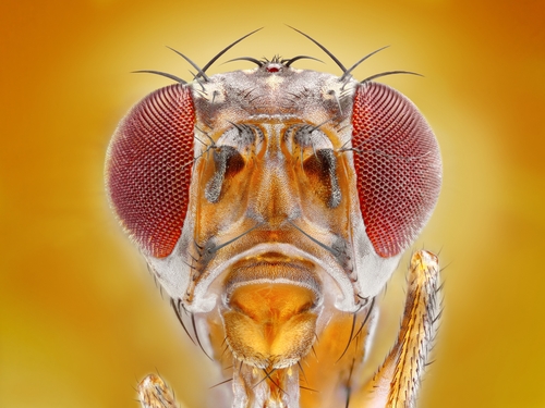 Extreme sharp macro portrait of the Drosphila melanogaster fruit fly, one of the species of flies in the study.