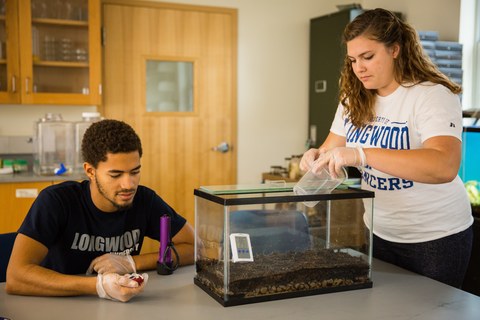 McCoy Williams '18 and Jessica Anderson '17 conduct an experiment involving poison dart frogs.