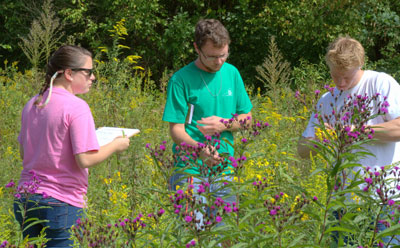 In an example of what BioBlitz volunteers will be doing, Longwood students Marti Furcron (from left), Aaron Austin and Alex Line measure soldier beetles