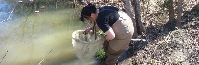 Jen Andrews ’16 collects samples of organic matter from a pond near Lancer Park. Andrews, Julia Marcellus ’16 and Dr. Ken Fortino recently presented their research at the annual meeting of the Association of Southeastern Biologists