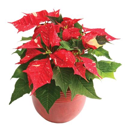 Poinsettia