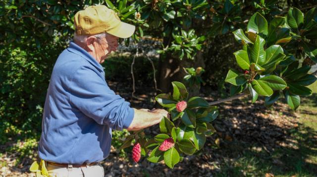 Dave Love displays seed pods from the White House magnolia located just across Griffin Boulevard from the northwestern corner of Longwood’s campus.